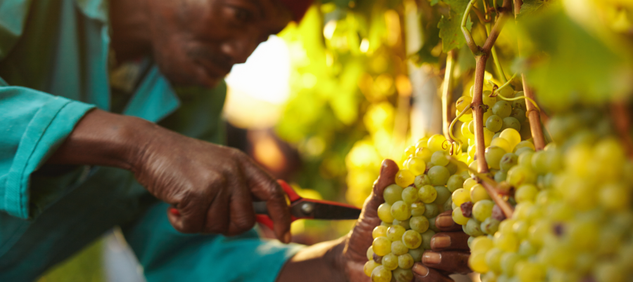 Farming in India
