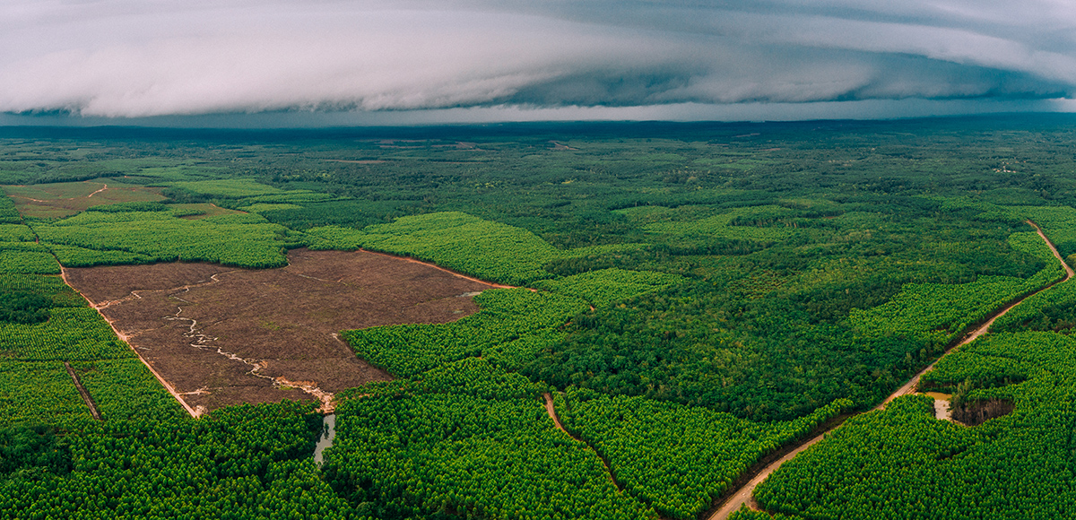 reforestation overview and management