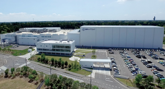 Ami Cheese Plant